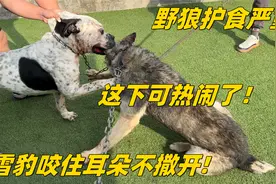 野狼护食严重咬主人，雪豹出来咬住耳朵不撒嘴，打的野狼嗷嗷叫！视频封面