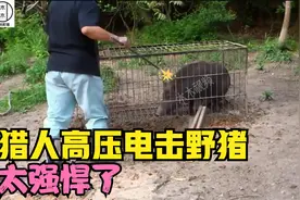 国外猎人用电棒电击野猪，野猪被瞬间击倒，这威力太强悍了