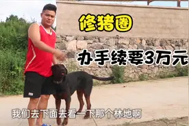90小伙创业养猪，农村家庭式养殖，修猪圈办手续需要3万块钱？视频封面