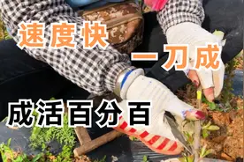 想要嫁接成活率高，嫁接口诀要知道，老师现场操作讲解，来了解下视频封面