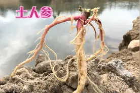 “土人参”又称“野刺苋”，究竟有哪些用途？你们了解吗？