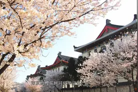 南京应该全面换栽樱花吗？这些樱花同日军无关！萨沙问答第14集视频封面