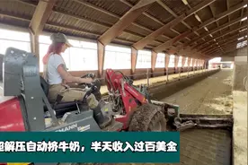 国外先进的奶牛生产线，一个人仅靠挤牛奶半天收入便有上百美金视频封面