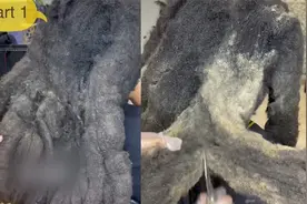 正宗脏辫！国外男子头发太久不洗黏成一团，网友看懵：这是拖把？视频封面
