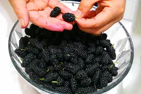 桑葚不能乱洗，教你清洗小诀窍，脏东西虫卵自动跑出来，干净放心视频封面