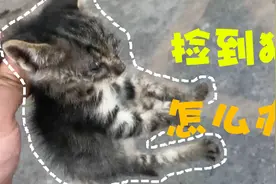 【科普】突然捡到一只猫怎么办？看完这个视频你就离有猫不远了！视频封面
