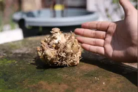 什么花是香水的提取物？园艺师教你，它就是晚香玉，香味非常浓郁视频封面