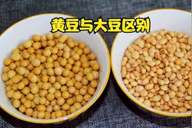 转基因黄豆和非转基因大豆有什么区别？全面讲解，看完别再买错视频封面