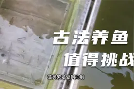 谁说古法养孔雀鱼不行，你只是没找到合适的方法视频封面