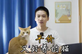 这几种平价又好养的猫，总有一种适合你！视频封面
