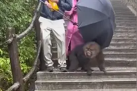 猴子强抢食物男子脚踢反击，被猴子满山追打仓皇逃窜视频封面