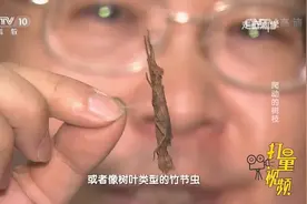 广西巨竹节虫被誉为新世界冠军，身体竟然比人的手臂还要长？视频封面