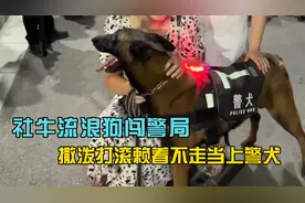 社牛小马犬二闯警局，撒泼打滚赖着不走，从流浪狗逆袭成警犬视频封面