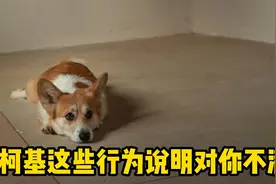 柯基这些行为，说明对你不满！视频封面