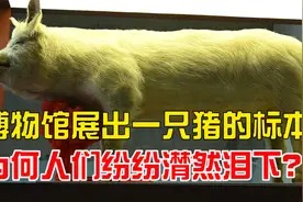 博物馆展出一具猪的标本，为何人们纷纷潸然泪下，此猪有何魅力？视频封面