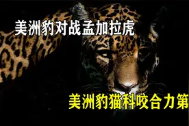 凭借猫科第一的咬合力，两只美洲豹能否战胜一只孟加拉虎？视频封面