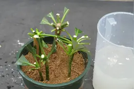 扦插发财树，做好关键这几步，长根更容易！视频封面
