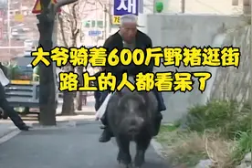 大爷每天骑着猪逛街，养了三年野猪长到600斤，喂猪工作很累人视频封面