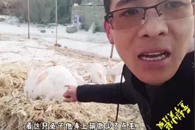 兔子身上掉毛是什么原因，什么情况引起的呢，小超带你来治疗视频封面