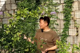 蓝花藤可以爬藤，做花墙首选，开花是罕见的蓝色，养好多季节开花视频封面