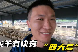 新手养羊不容易，买羊有“四大忌”学会不吃亏，避免大家上当受骗视频封面