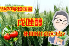 戊唑醇：防治30多种病害，可用于60多种作物，使用时注意这2点！视频封面