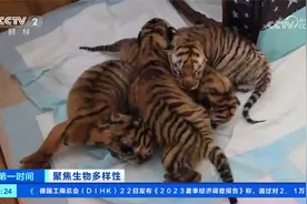 黑龙江：“萌虎”上新 虎妈妈一胎生下5只小老虎视频封面