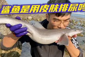 表弟赶海捡到大鲨鱼！听说鲨鱼是用皮肤排尿？这是真的吗？视频封面