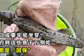 吃一口或要牢底坐穿？野外钓到这些鱼千万别吃，每条都是“国保”视频封面