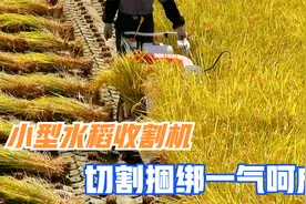 日本发明小型水稻收割机，切割捆绑一气呵成，看完涨见识了视频封面