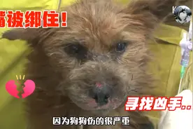 狗狗的嘴被残忍绑住，鱼线跟肉已经黏合，严重到只能“转院”视频封面