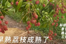 3月份荔枝就可以吃了？能好吃吗？1株荔枝树赚1000多元，要早采摘视频封面
