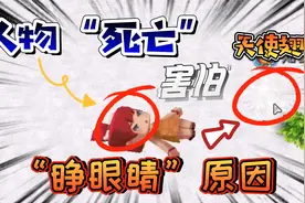 迷你世界：人物“死亡”眼睛不会闭上的原因！和天使翅膀有关系视频封面