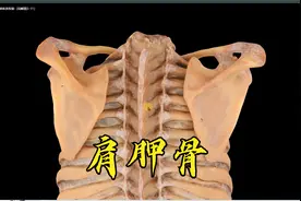 系统解剖学-肩胛骨