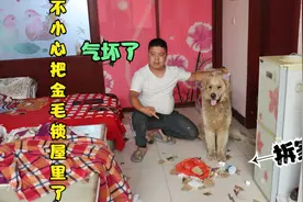 小伙不小心把金毛锁屋里了，回来后发现屋里竟被拆的稀碎，真气人视频封面