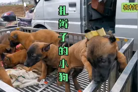 带你走进河南狗市马犬扎耳朵，小狗婴儿房，各个品种花样百出！视频封面