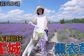 6月新疆一定要去伊犁霍城看看薰衣草，太美了！【罗宾VLOG】视频封面