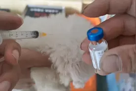 朋友到家里自提小比熊一条，才花了300元，这狗可真便宜！