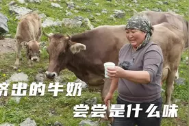 在新疆第一次喝到现挤的牛奶，还是热乎带泡的，老徐硬着头皮喝完