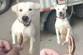 狗子爱上槟榔，看见就兴奋！狗子：一天不吃浑身刺挠视频封面