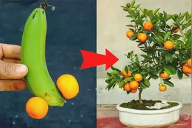 盆栽橘子的种植方法，让你足不出户就能吃到酸甜可口的新鲜橘子视频封面