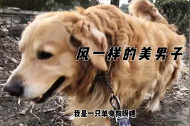 金毛被粑粑憋醒铲屎的不起床，去看女儿生孩子吃闭门羹，笑哭视频封面