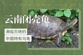 云南闭壳龟——濒临灭绝的中国特有乌龟视频封面