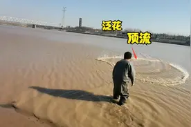 黄河神秘深沟大鲤鱼泛花顶流，小伙一网扣中全金黄，上岸直呼发财视频封面