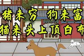 俗语“猪来穷，狗来富，猫来头上顶白布”，啥意思？猫进家不好吗视频封面