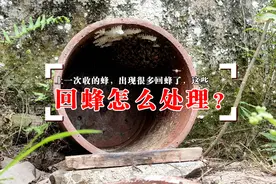 野外诱蜂，近距离收蜂后的回蜂怎么处理？不然会占诱蜂桶不来新蜂视频封面