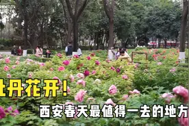 实拍西安最大的牡丹园，此时花开正美！地铁可达没门票，周末去浪视频封面