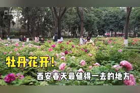 实拍西安最大的牡丹园，此时花开正美！地铁可达没门票，周末去浪视频封面