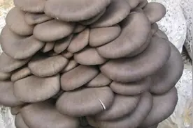一把蘑菇，一个西红柿，教你做孩子喜欢的暖胃汤，简单营养又美味视频封面
