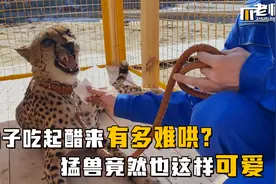 豹子吃起醋来有多难哄、把主人愁坏了、养豹当宠物是什么体验？视频封面